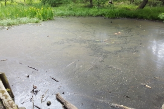 Priestclose Wood pond and algae - Geoff Dobbins