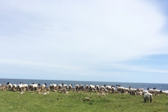 Holy Island sheep - Karen Statham