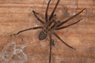 houser spider - Dr Malcolm Storey