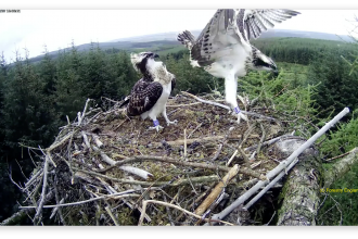 Ospreys at Kielder - Forestry England