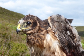 Hen harrier chick - RSPB
