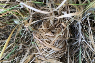 Harvest mouse nest - Sophie Webster