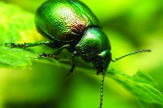 Tansy beetle