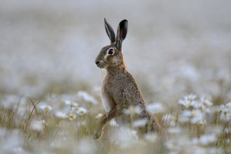 Brown Hare - David Tipling/2020VISION