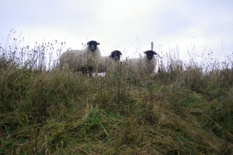 Flexigraze Swaledale sheep - Stephen Comber