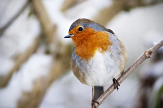 Robin in winter - Chris Maguire Photography