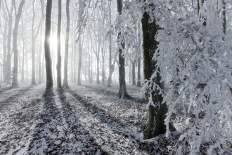 A quiet winter forest covered in frost and light snow. Tall, bare trees cast long shadows across the ground as soft sunlight filters through the mist.