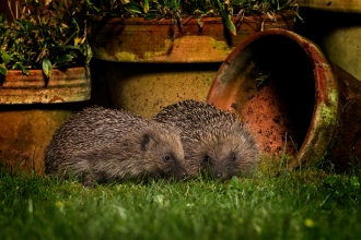 Hedgehogs - John Hawkins
