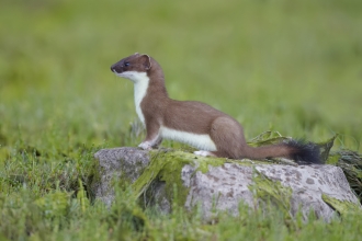 Stoat - Richard Steel/2020VISION