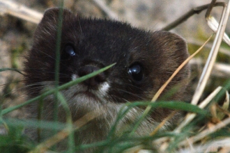 Stoat - Amy Lewis