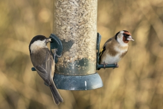 Willow tit and goldfinch - Tim Mason