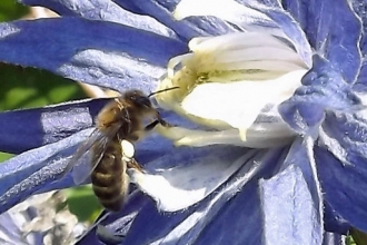 Reedsdale bee