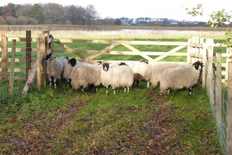 Sheep at Holywell Pond - Alan Watson