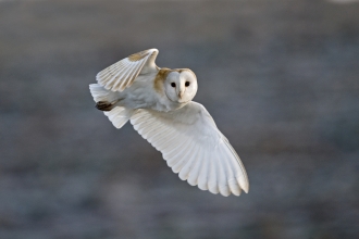 Barn owl - David Tipling/2020VISION