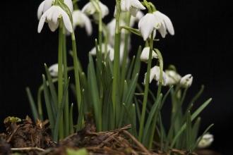 Snowdrops - Neil Aldridge