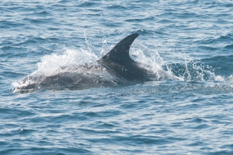White beaked dolphin - Martin Kitching