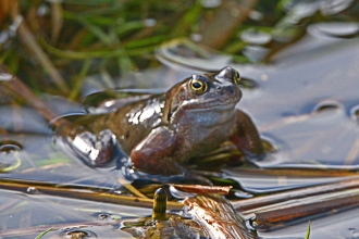 Frog - Steven Morris