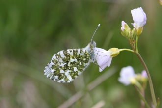 Orange tip butterfly - Duncan Hutt