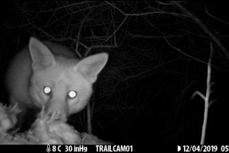 Fox caught on trail camera - Catch My Drift