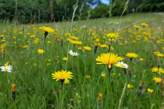 South Close meadow - Geoff Dobbins