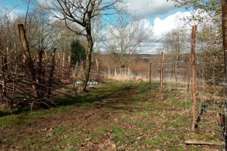 Juliet's Wood - Duncan Hoyle