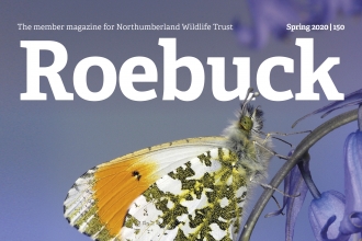 Roebuck 150 cover