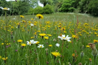 South Close Field - Geoff Dobbins