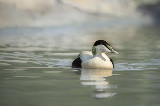 Male eider duck - Trai Anfield