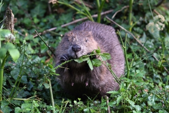 Beaver - David Parkyn Cornwall Wildlife Trust