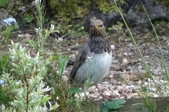 Black throated thrush - Niall Cartlidge