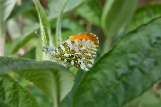 Orange tip butterfly - Geoff Dobbins