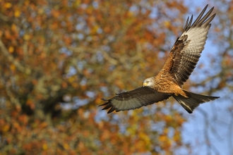 Red kite - Andy Rouse/2020VISION