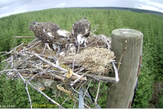 Kielder ospreys June 2020 - Forestry England