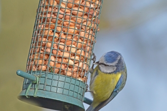 Blue tit - Steven Morris