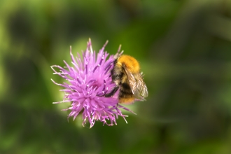 Bumble bee - Steven Morris
