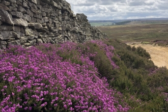 Heather on acid condition sandstone bedrock - Ian Jackson