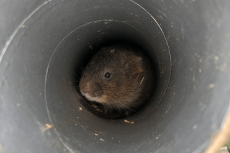 Water vole release - Alice McCourt