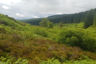 Mature trees and scrub - Steven Lipscombe