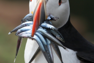 Puffin - Mike Snelle