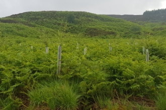 Trees emerging from plastic tubes - Steven Lipscombe