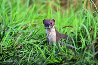 Weasel - Allan Potts