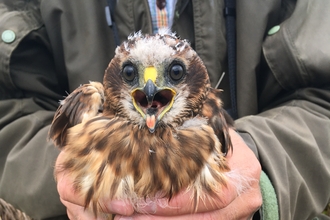 Hen harrier chick - Stephen Murphy