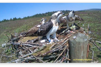 Kielder ospreys 2020 - Forestry England