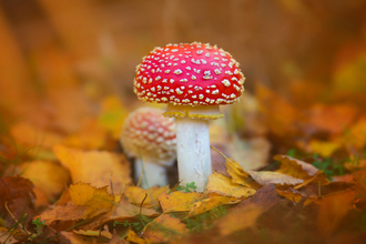 Fly agaric - Jon Hawkins, Surrey Hills Photography