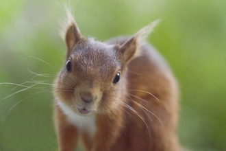 Red squirrel - Simon Frasier