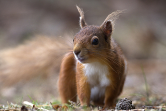 Red squirrel - Steve Wrightson