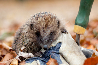 Hedgehog - Tom Marshall