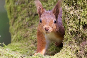 Red squirrel - Bonnie Sapsford