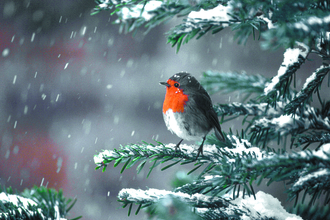 Robin in the snow - Allan Potts