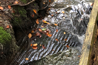 Fossil ripples in Sugley Dene - Ian Jackson